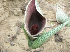 Synandrospadix vermitoxicus