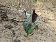 Synandrospadix vermitoxicus