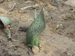 Synandrospadix vermitoxicus