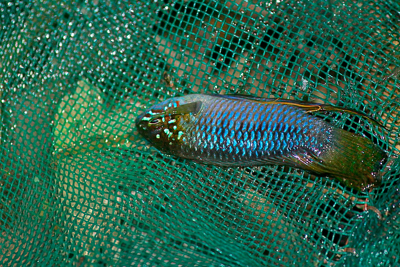 Borelli's dwarf cichlid (Apistogramma borellii) — Cichlidae