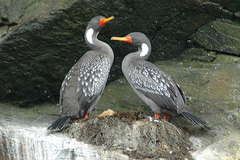 Poikilocarbo gaimardi