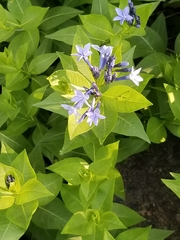 Amsonia tabernaemontana