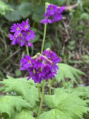 Primula jesoana