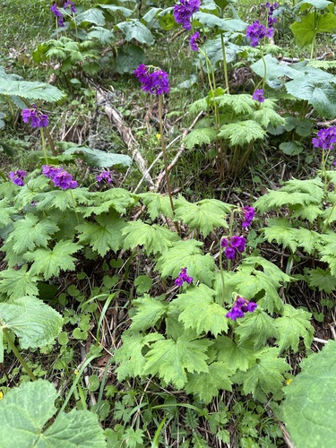 Primula jesoana, photograph 1