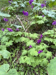 岸本年郎, CC BY, iNaturalist via GBIF Primula jesoana, photograph 岸本年郎, CC BY, iNaturalist via GBIF