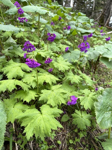Primula jesoana, photograph 2