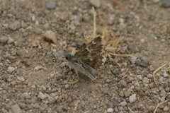 Muschampia orientalis