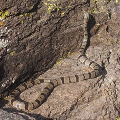 Lampropeltis alterna