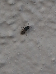 Metopoplax ditomoides