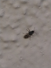 Metopoplax ditomoides