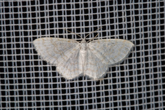Asthena albulata