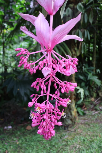Showy Medinilla (Medinilla magnifica)