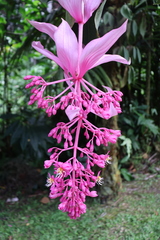 Pracht-medinille (Medinilla magnifica)