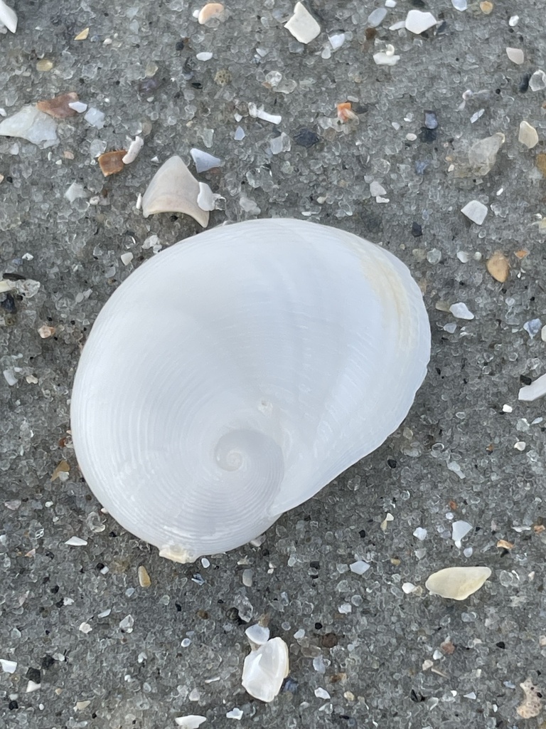 White Baby Ear