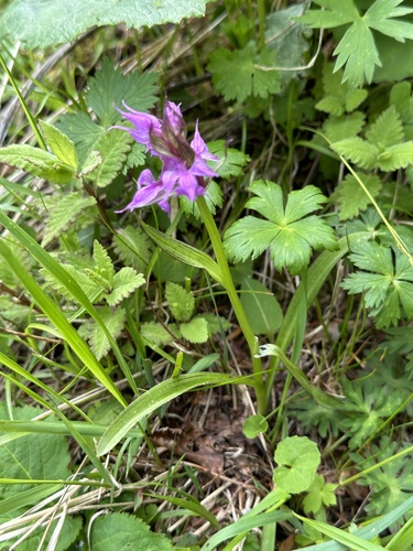 Keyflower (Dactylorhiza aristata)