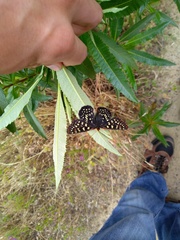 Euphydryas chalcedona chalcedona