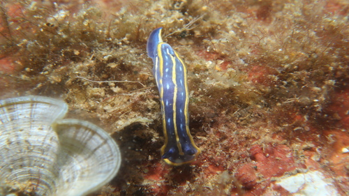 Tricolored Felimare, Blaumar, photo 6 of 10