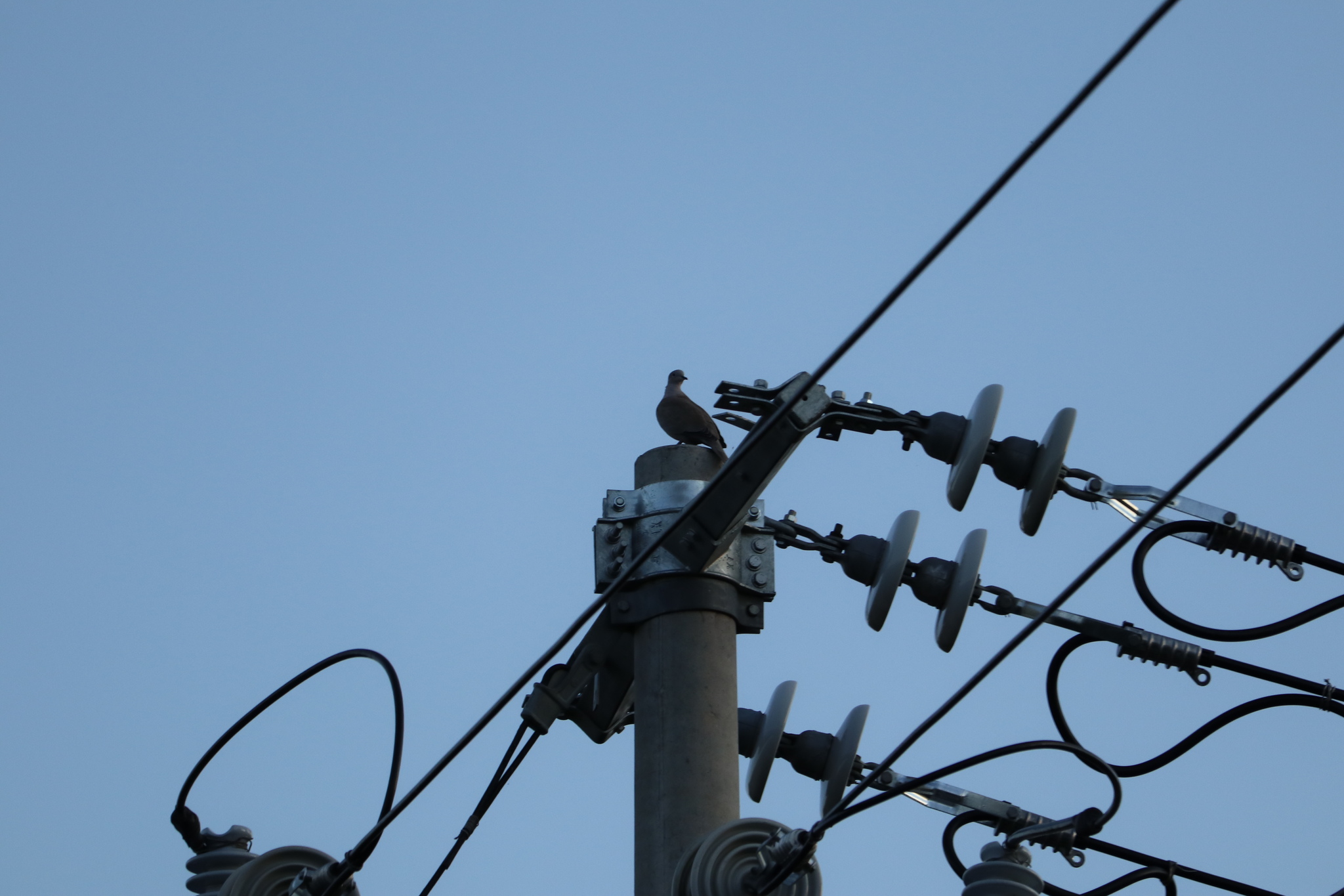 Eurasian Collared Dove