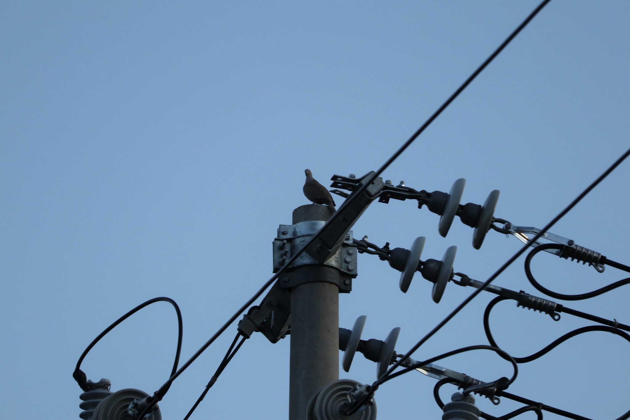Eurasian Collared Dove