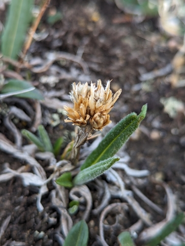 Image of Saussurea weberi by (c) My-Lan Le, some rights reserved (CC BY)