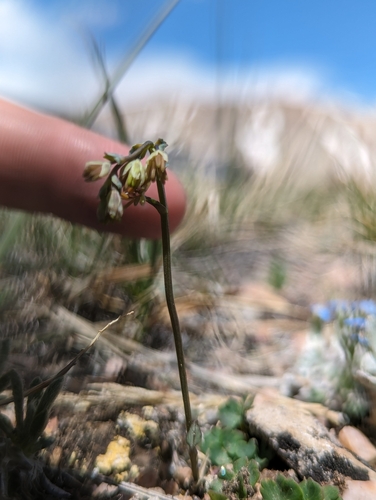 Image of Thalictrum alpinum by (c) My-Lan Le, some rights reserved (CC BY)