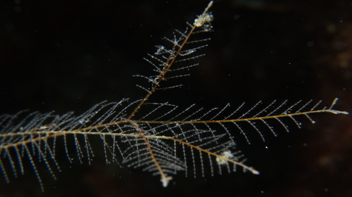 Representative image of Aglaophenia acacia