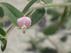 Acmispon americanus