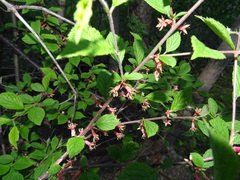 Prunus tomentosa