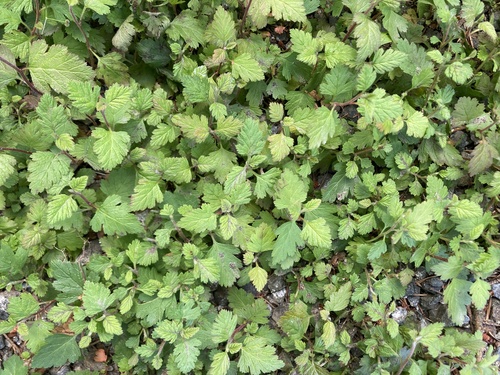 Ocean Spray seedling