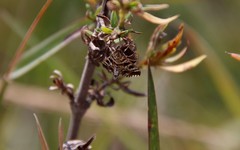Epipagis forsythae