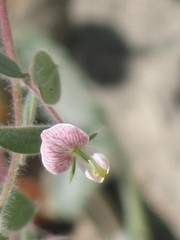 Acmispon americanus