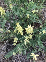 Astragalus collinus