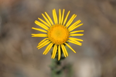 Grindelia inuloides