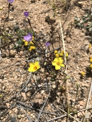 Leptosiphon chrysanthus