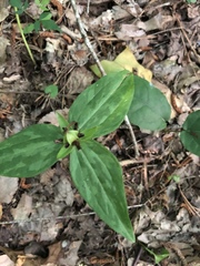 Trillium lancifolium