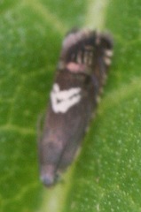 Grapholita fana