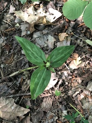 Trillium lancifolium