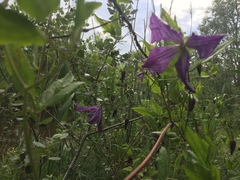 Clematis viticella