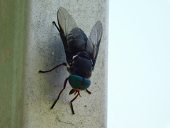 Tabanus americanus