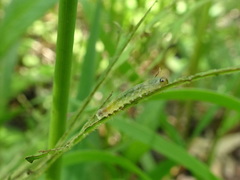Thrinax dubitata