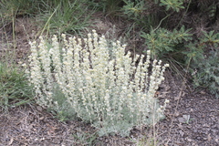 Artemisia alpina