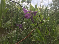 Clematis viticella