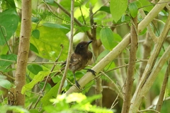 Pachycephala tenebrosa