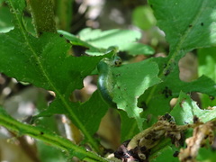 Thrinax dubitata