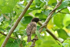Pachycephala tenebrosa
