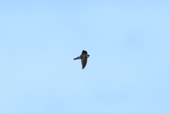 Aerodramus pelewensis