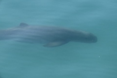 Australian Snubfin Dolphin photo 4
