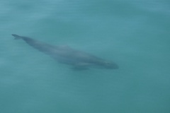 Australian Snubfin Dolphin photo 3