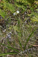 Spathoglottis micronesiaca