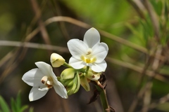 Spathoglottis micronesiaca